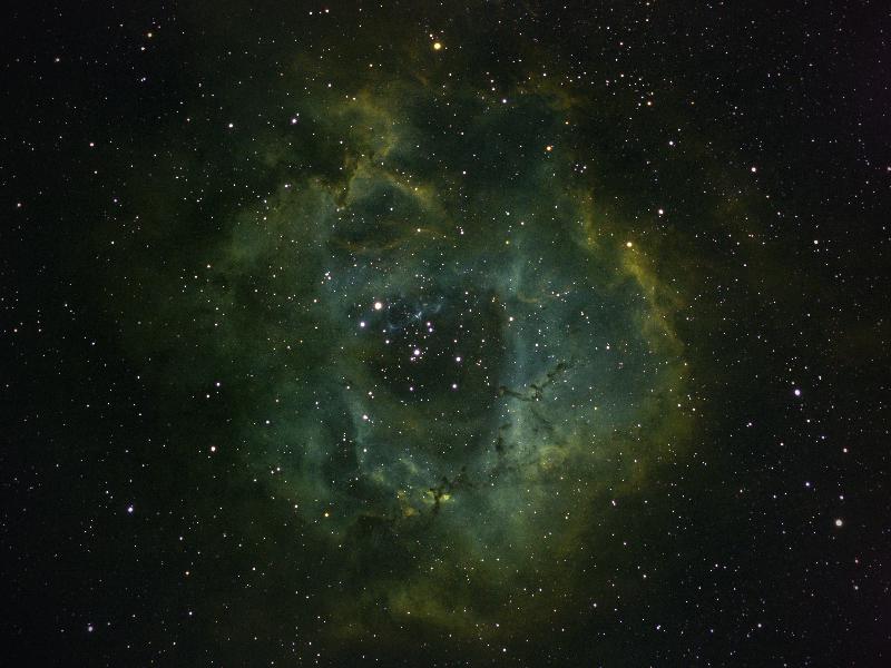 Rosette