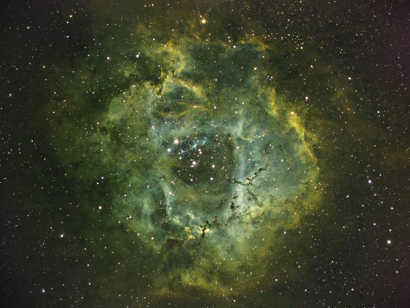Rosette