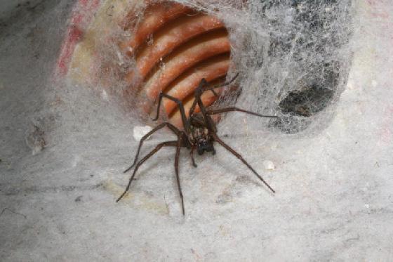 Araignée