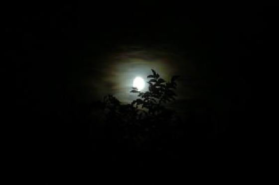 Lune et feuilles dans la nuit
