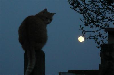 Chat Lune