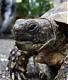 tortue