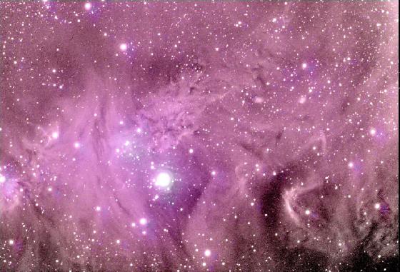 Fox Fur Orion