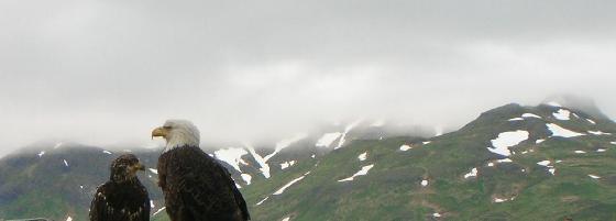 Aigles en Alaska