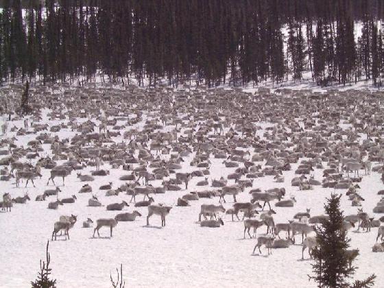 Caribous à Terre-Neuve Caribous à Terre-Neuve