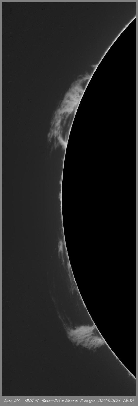 Mosas protus DMK 41 Mosas protus DMK 41