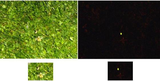 photo authentique d' un O N V I