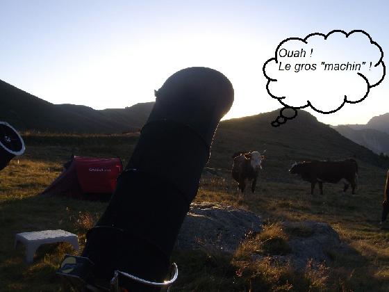 vaches 1 vaches 1