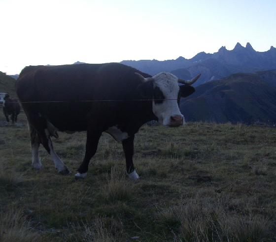vaches 2 vaches 2