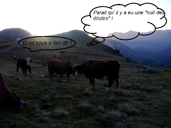 vaches 3 vaches 3