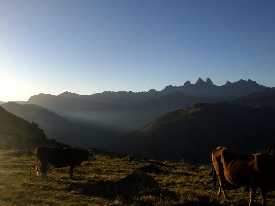 vaches 4 vaches 4
