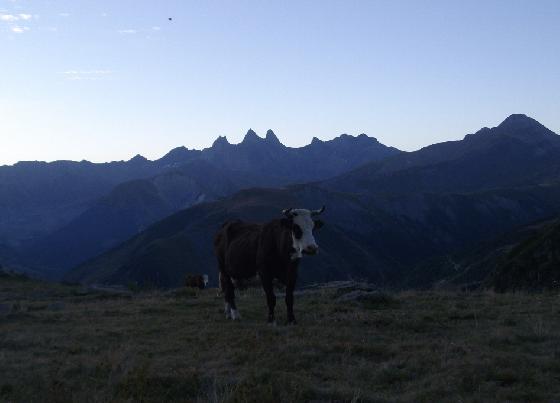 vaches 5 vaches 5