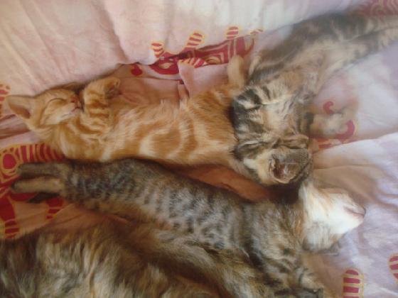 h&eacute;(chat)tombe...