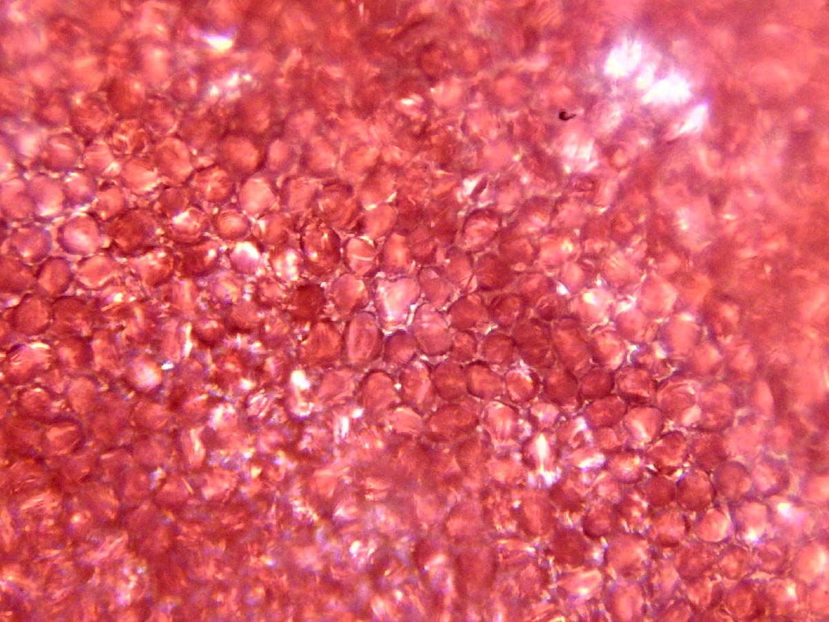 Pétale au microscope 100X Pétale au microscope 100X