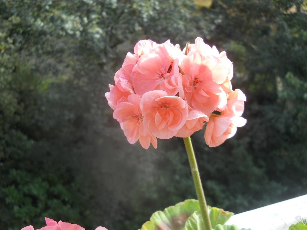 FLEUR DE PELARGONIUM FLEUR DE PELARGONIUM