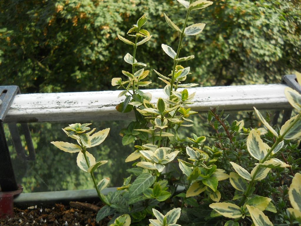 Ligustrum vert et blanc 