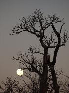 Coucher de lune sur les baobabs