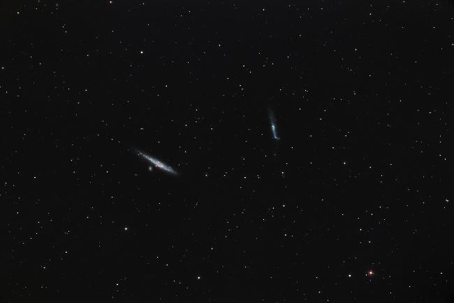 Baleine + Crosse de Hockey