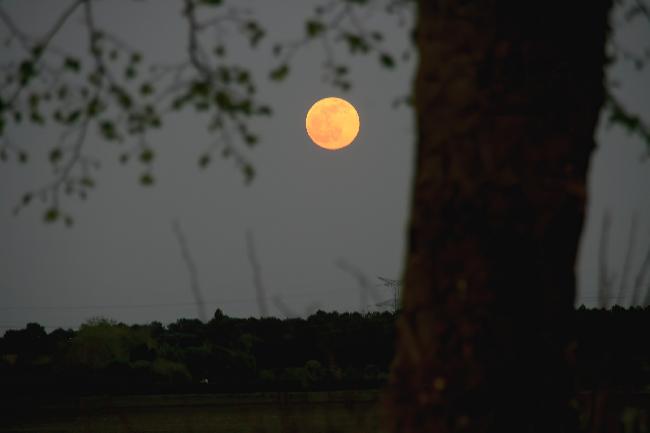 Pleine Lune rose 16 04 2022 - 4