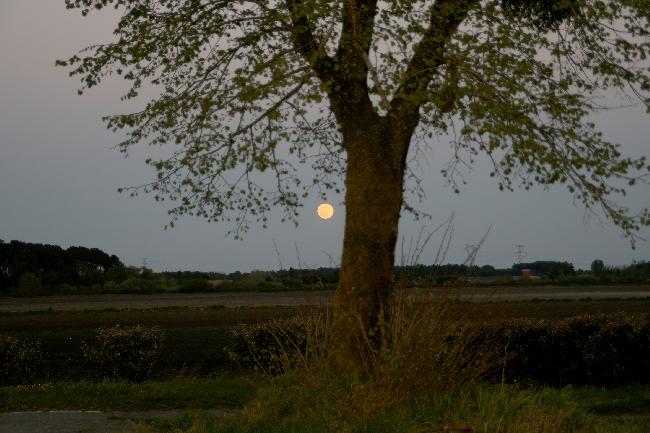 Pleine Lune rose 16 04 2022 - 5