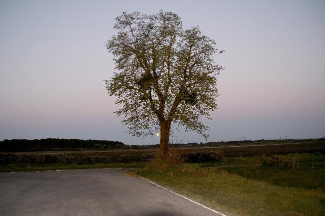 Pleine Lune rose 16 04 2022 - 6
