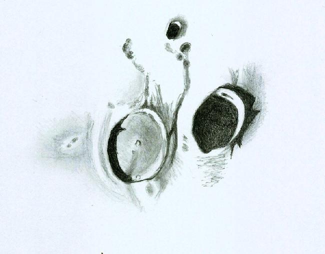 Hercule_Atlas_21062015