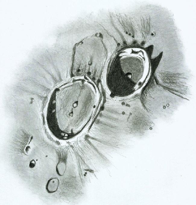 Hercule_Atlas_14022024