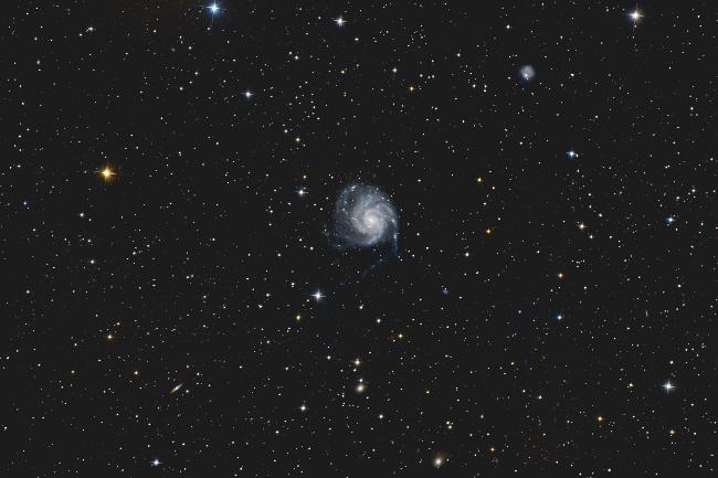 M101 champ large