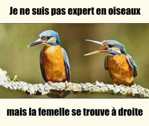 oiseau_femelle
