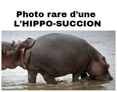 hippo
