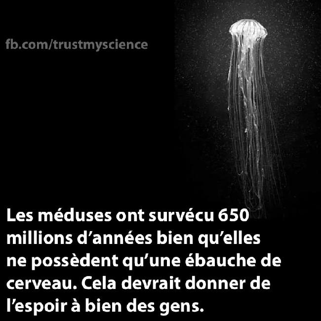 méduse