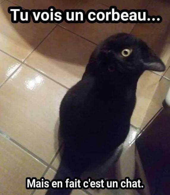 corbeau