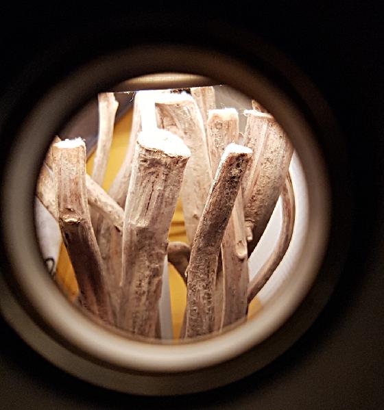 Chromacor N Aries ( rare ) 