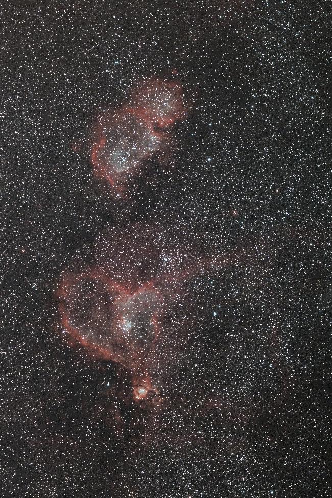 Le cœur et le fœtus 