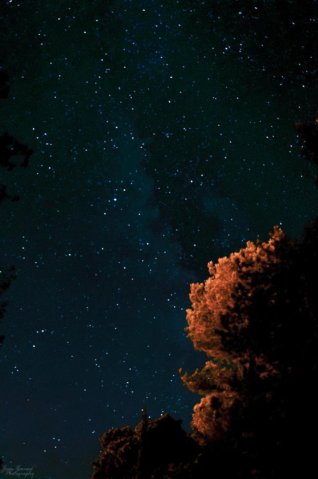 The return of the tree