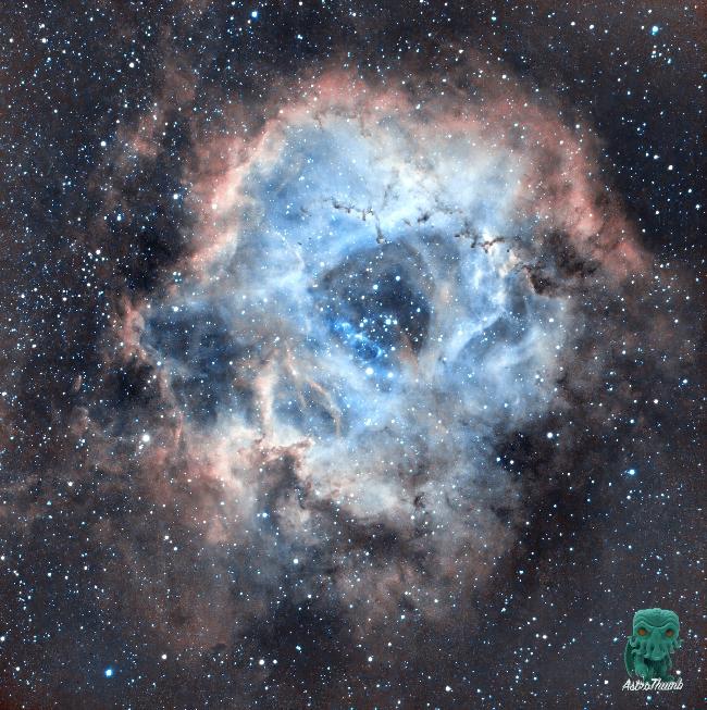 Rosette - Caldwell49