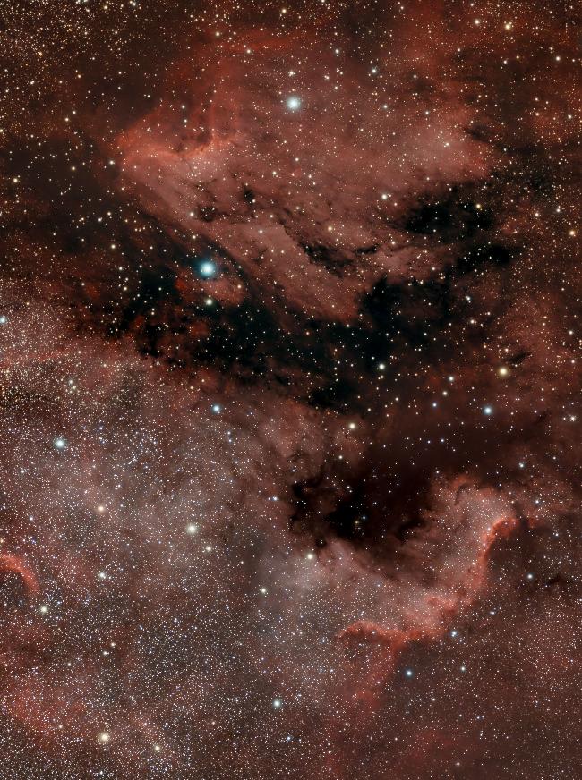 Le Pélican et l'Amérique du Nord