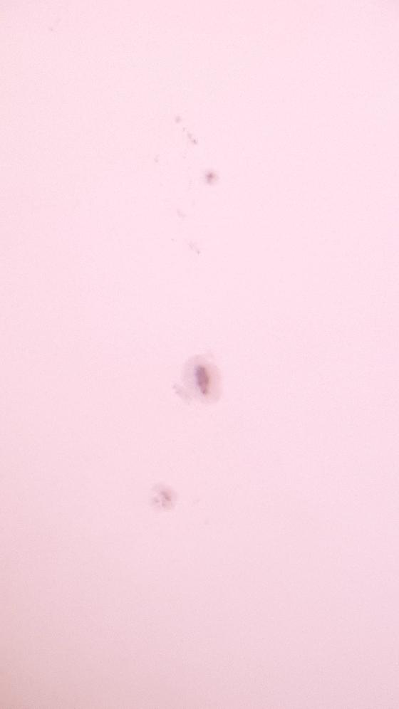 Helioscope 114/900, télescope solaire