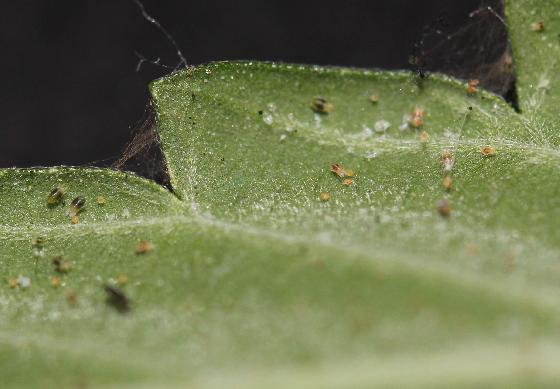 Canon EOS 100D Astrodon inside + Accessoires (Pack clé en main)