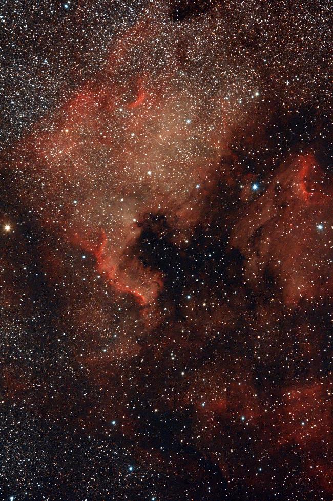 North America Pelican