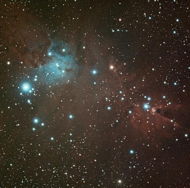 Sapin de Noel/queue de renard