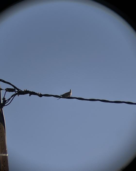 Jumelles Zoom Celestron UpClose 10-30x50