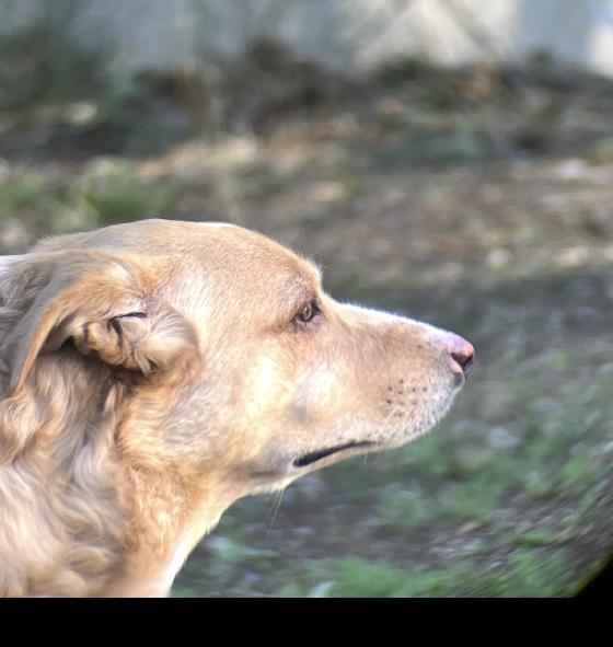 Jumelles Zoom Celestron UpClose 10-30x50