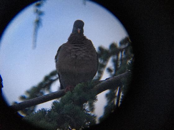 Télescope Maksutov Sky-Watcher 90/1250 (avec accessoires en option)