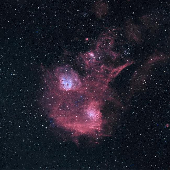 Les Têtards et la Flamboyante