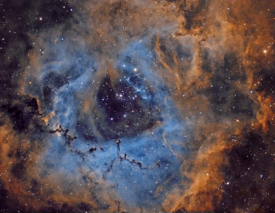 Rosette Archange colorisée