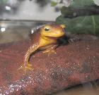 Newts
