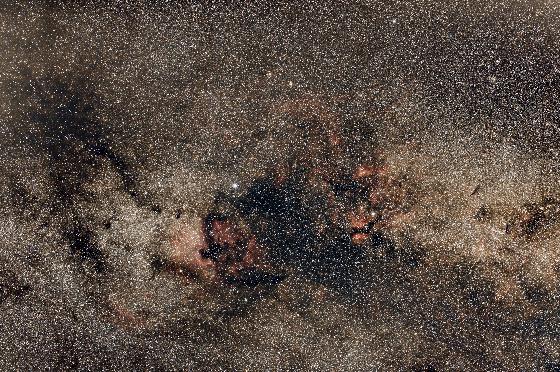 Grand champ dans le Cygne