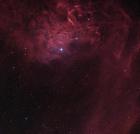 flamboyante non stars