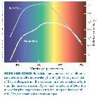 Cônes et bâtonnets